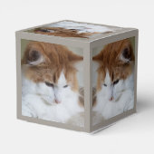 (Feline Extravagant) Kitty Contemplation: Cat Foto Geschenkschachtel (Rückseite)
