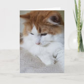 (Feline Extravagant) Kitty Contemplation: Cat Foto Karte (Vorderseite)