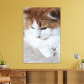 (Feline Extravagant) Kitty Contemplation: Cat Foto Leinwanddruck (Insitu (Wohnzimmer))