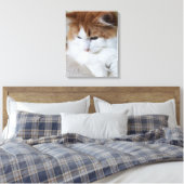 (Feline Extravagant) Kitty Contemplation: Cat Foto Leinwanddruck (Insitu (Schlafzimmer))