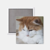 (Feline Extravagant) Kitty Contemplation: Cat Foto Magnet (Vorderseite/Rückseite)