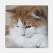 (Feline Extravagant) Kitty Contemplation: Cat Foto Magnet (Vorne)
