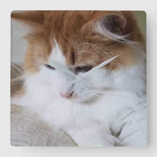 (Feline Extravagant) Kitty Contemplation: Cat Foto Quadratische Wanduhr (Vorderseite)