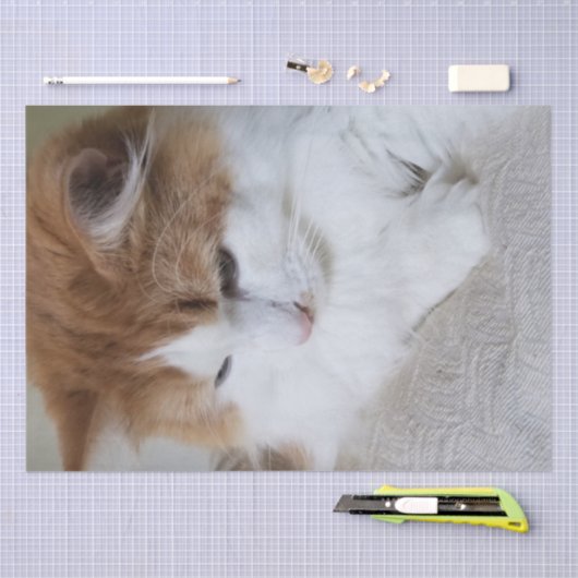 (Feline Extravagant) Kitty Contemplation: Cat Foto Seidenpapier (Handwerk)