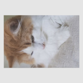 (Feline Extravagant) Kitty Contemplation: Cat Foto Seidenpapier