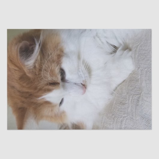 (Feline Extravagant) Kitty Contemplation: Cat Foto Seidenpapier (Vorderseite)