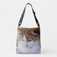 (Feline Extravagant) Kitty Contemplation: Cat Foto