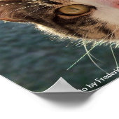 Feline Gazing Poster (Ecke)