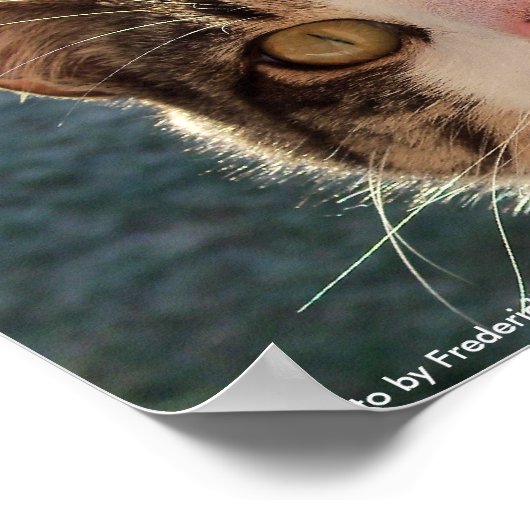 Feline Gazing Poster (Ecke)