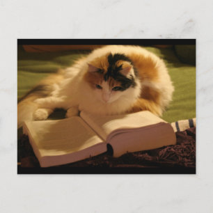Feline Lincoln Postkarte