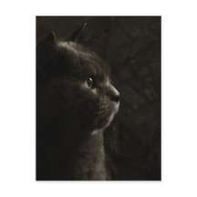 Feline Silhouette - Postkarte