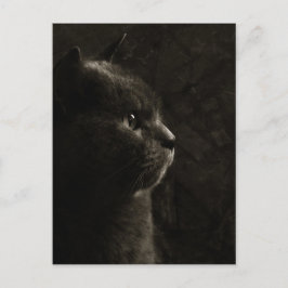 Feline Silhouette - Postkarte