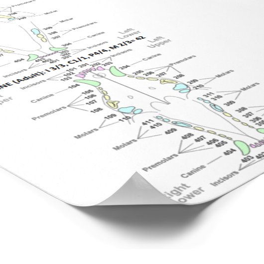 Feline und Canine Dental Formel Poster (Ecke)