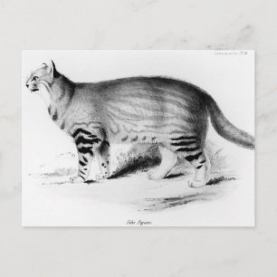 Felis Pajeros, Platte 9 Postkarte