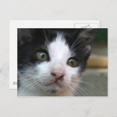 Felis silvestris catus postkarte (Vorne/Hinten)