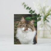 Felix im durchdachten Modus Postkarte (Stehend Vorderseite)
