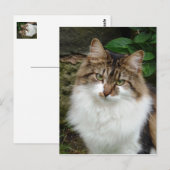 Felix im durchdachten Modus Postkarte (Vorne/Hinten)