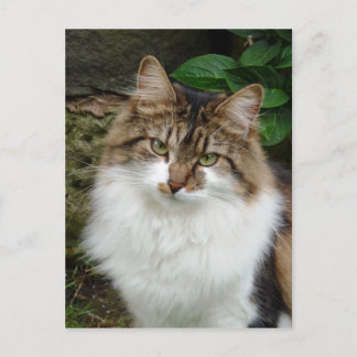 Felix im durchdachten Modus Postkarte