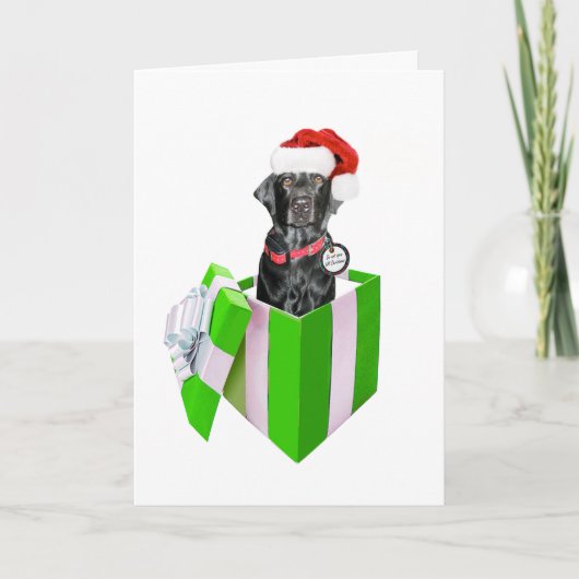 Feliz Navidog Feiertagskarte (Vorderseite)