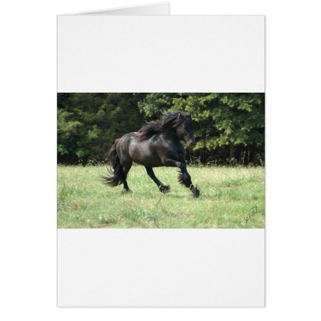 Fell Pony Stallion (Vorne)