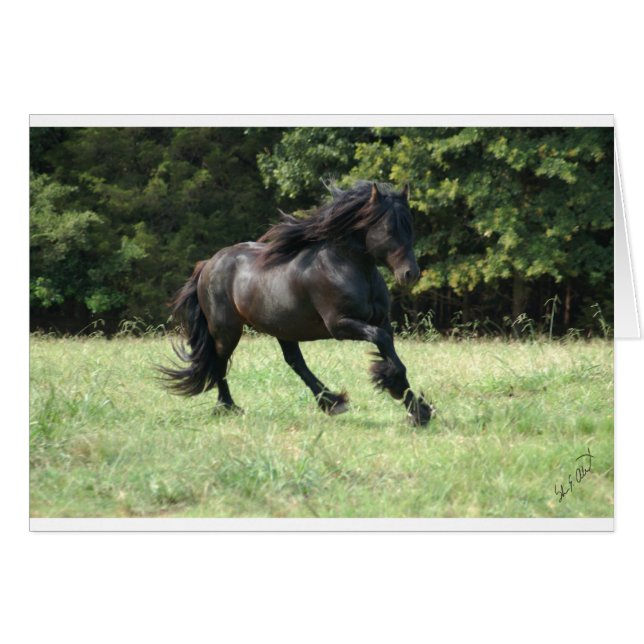 Fell Pony Stallion (Vorderseite (Horizontal))