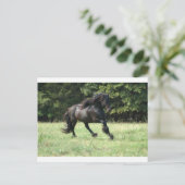 Fell Pony Stallion Postkarte (Stehend Vorderseite)