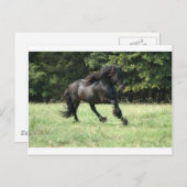 Fell Pony Stallion Postkarte (Vorne/Hinten)