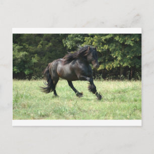 Fell Pony Stallion Postkarte
