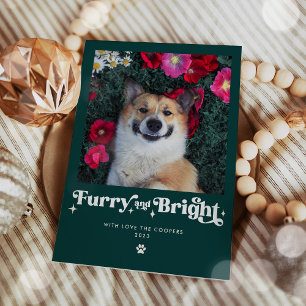 Felliger und heller Hund Foto Lustiges Weihnachten
