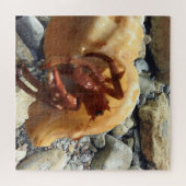 Felsen am Meer mit Hermit-Krabbe Puzzle (Horizontal)