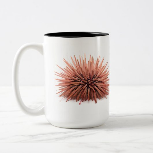 Felsen-Bohren Seeigel, Echinometra mathaei Zweifarbige Tasse (Links)