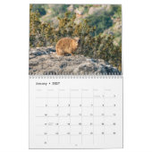 Felsen-Dachs Kalender (Jan 2027)