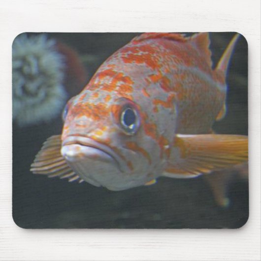 Felsen-Fische Mousepad (Vorne)