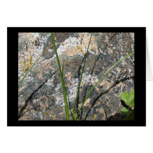 Felsen, Flechte, Flora