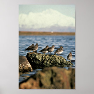 Felsen-Flussuferläufer-Menge Poster