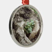 Felsen pflanzten und es geht gut. :) #succulent ornament aus metall (Rechts)