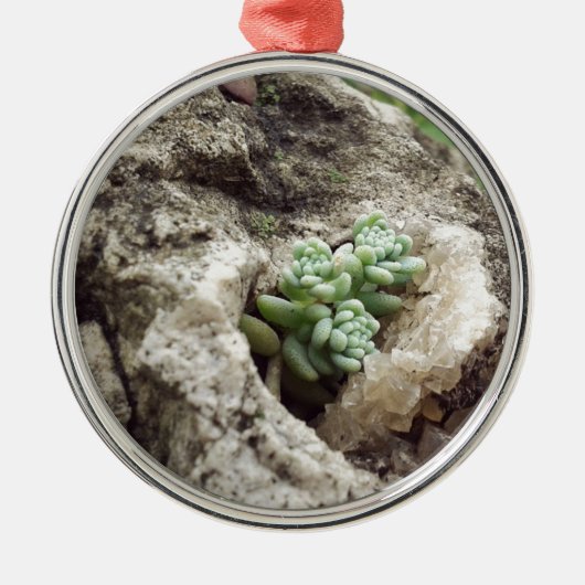 Felsen pflanzten und es geht gut. :) #succulent ornament aus metall (Vorne)
