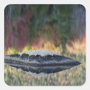Felsen- und Baumreflexion, Lily Pond, Weiß Quadratischer Aufkleber