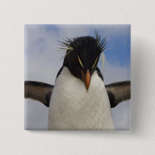 Felsenhüpper-Pinguin Eudyptes chrysocome Button