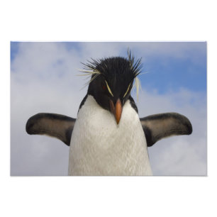 Felsenhüpper-Pinguin Eudyptes chrysocome Fotodruck