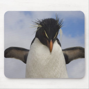 Felsenhüpper-Pinguin Eudyptes chrysocome Mousepad