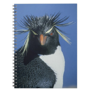 Felsenhüpper-Pinguin (Eudyptes chrysocome) Notizblock