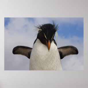 Felsenhüpper-Pinguin Eudyptes chrysocome Poster