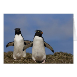 Felsenhüpper-Pinguine Eudyptes chrysocome