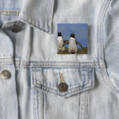 Felsenhüpper-Pinguine Eudyptes chrysocome Button (Beispiel)