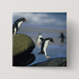 Felsenhüpper-Pinguine, Eudyptes chrysocome), Button