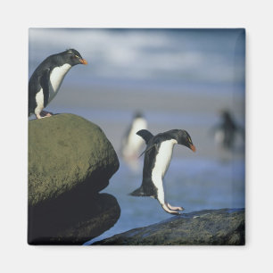 Felsenhüpper-Pinguine, Eudyptes chrysocome), Magnet