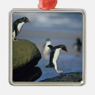 Felsenhüpper-Pinguine, Eudyptes chrysocome), Ornament Aus Metall