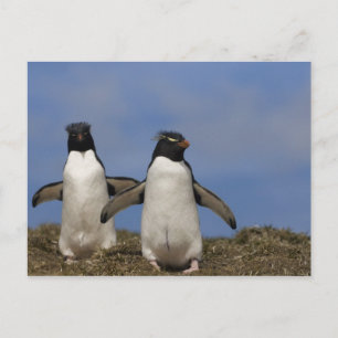 Felsenhüpper-Pinguine Eudyptes chrysocome Postkarte