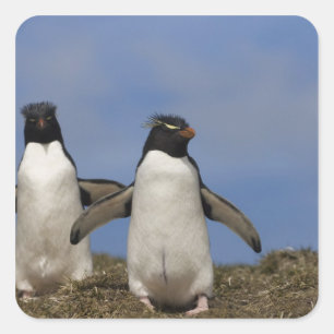 Felsenhüpper-Pinguine Eudyptes chrysocome Quadratischer Aufkleber